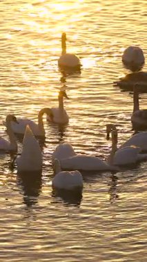 Kyiv 'deki Obolon yakınlarında gündoğumunda Dnipro Nehri' nde ağır çekim kuğular sürükleniyor. Altın yansımalar suda parıldıyor, huzurlu ve atmosferik bir sabah manzarası yaratıyor..