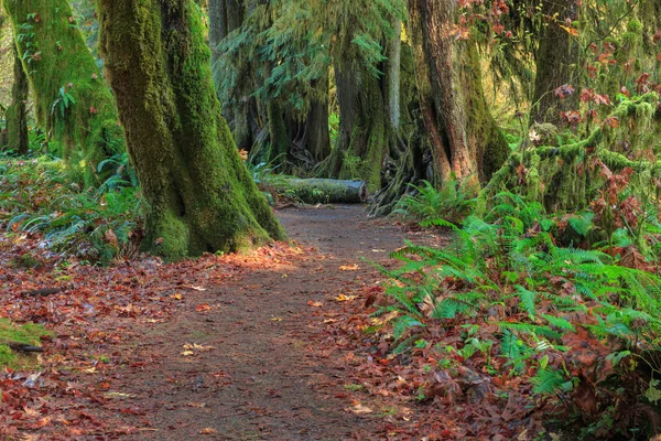 Hoh selva tropical en el parque nacional olímpico, Washington, EE.UU. — Foto de Stock