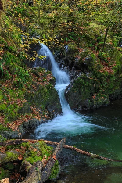 Cascada en el Parque Nacional Olímpico, Washington, EE.UU. — Foto de Stock
