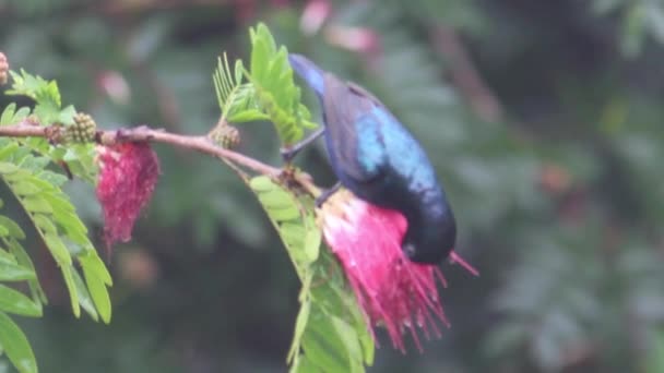 Aktywny Fioletowy Ptak Słoneczny Gałęzi Drzewa Opalizujący Błyszczącym Błyszczącym Kolorem — Wideo stockowe