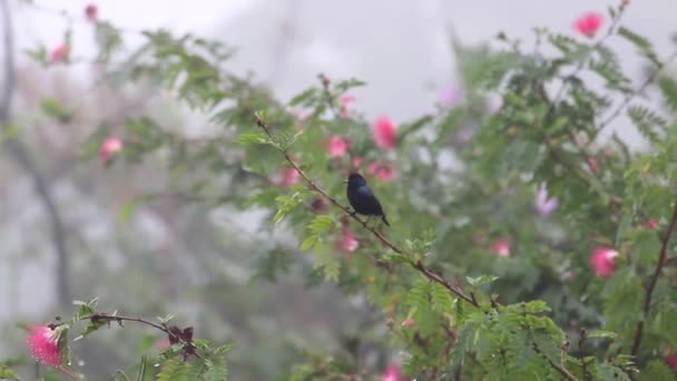 Sunbird Violet Actif Sur Une Branche Arbre Irisé Avec Une — Video