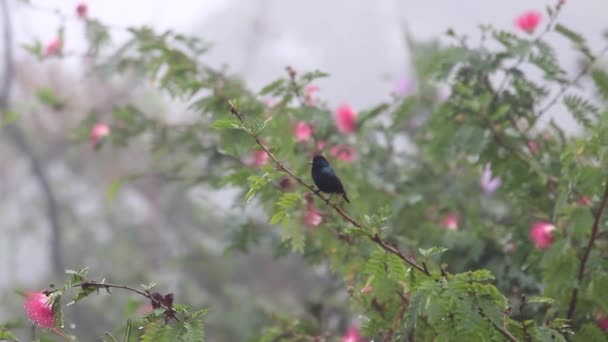 Aktywny Fioletowy Ptak Słoneczny Gałęzi Drzewa Opalizujący Błyszczącym Błyszczącym Kolorem — Wideo stockowe