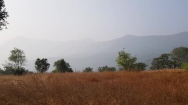 Javan Tungi yolu boyunca kuru çimenler. Bir yaz günü hareket halindeki bir araçtan vuruldu. Yol kenarındaki çimlerden yol kenarındaki ağaçlara doğru ateş ediliyor.