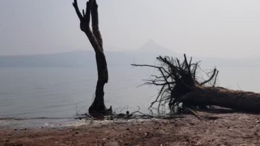 Kökü sökülmüş ağaç ve gölün kıyısındaki ölü ağaçlar. Pavana gölünün kıyısında, Tungi, Lonavala 'da, Maharashtra, Hindistan yakınlarındaki bir tepe istasyonunda vuruldu.