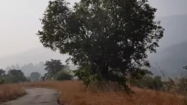  Lonavla, Maharashtra, Hindistan, 9 Mayıs 2021: Javan Tungi yolu boyunca kuru çimler. Bir yaz günü hareket halindeki bir araçtan vuruldu. Yamaçlarında tepeler ve vadiler olan dolambaçlı bir yol..