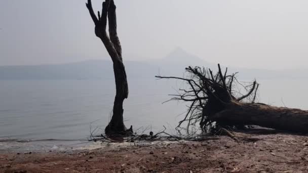 Pohon Tumbang Dan Pohon Mati Tepi Danau Ditembak Tepi Danau — Stok Video