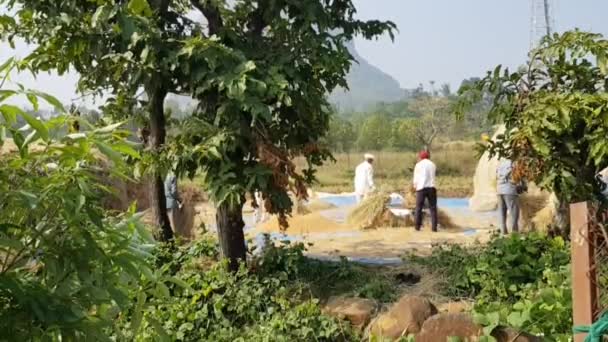 2021年5月9日 印度马哈拉施特拉邦隆纳维拉 农民在收获后将稻草中的种子或谷类从稻草中分离出来 从Pavana湖附近的一个村庄开枪 — 图库视频影像