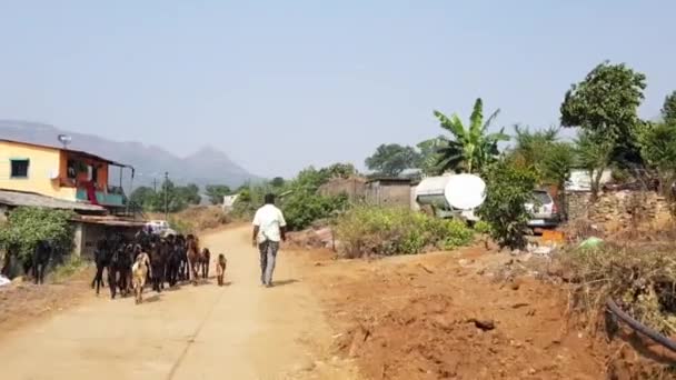 Lonavla Maharashtra India Mei 2021 Geitenhoeder Weg Naar Het Dorp — Stockvideo