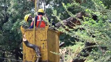 Mumbai, Maharashtra, Hindistan, 25 Mayıs 2021: Crane işçileri ve kesilen ağaç dalını güvenli bir şekilde indirmeden önce kaldırıyor. Budama işi muson yağmurlarından önce bir güvenlik adımı olarak yapılır.