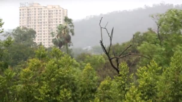 Yağmur Güçlü Rüzgar Hindistan Batı Kıyısındaki Güçlü Tropikal Kasırga Olan — Stok video