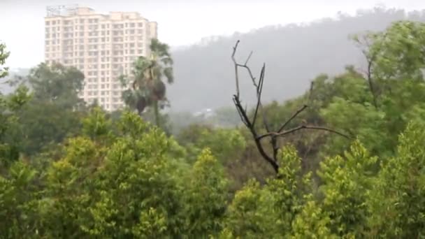 Lluvia Viento Poderoso Haciendo Que Los Árboles Balanceen Alrededor Debido — Vídeo de stock