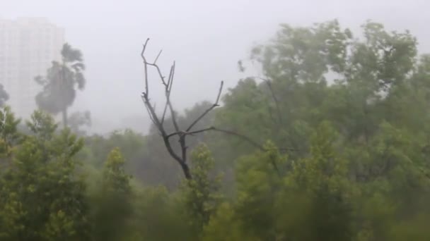 Zware Regenval Krachtige Wind Maken Bomen Slingeren Rondom Als Gevolg — Stockvideo