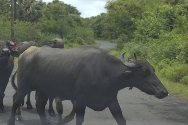 Mumbai, Maharashtra, Hindistan, 15 Temmuz 2021: Muson yağmurlarından sonra yol kenarında otlayan Bufalolar. Maharashtra, Boisar yolunda görüldü..