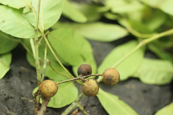 Wild fruits in the forests of Maharashtra. Small green fruits with orange flesh inside.