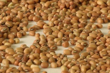 Red Lobia 'nın yakın görüntüsü. Red Lobia, üzerinde mor bir göz olan oval bir yapısı olan belli bir fasulye türüdür. Dal 'dan salataya kadar birçok mutfağa eklenebilir..