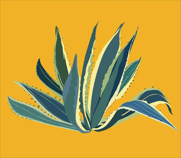 Tropical ornamental plant agave with blue leaves