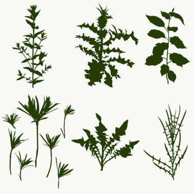 Vahşi orman bitkileri seti.