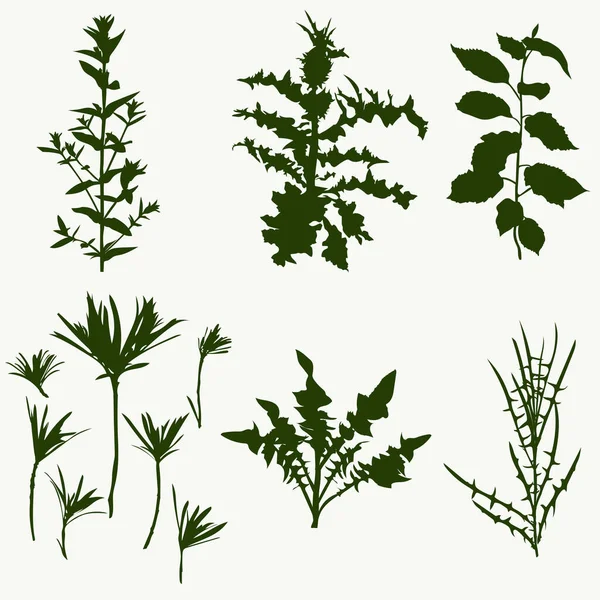 Vahşi orman bitkileri seti.