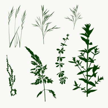 Bir grup orman çimeni silueti.