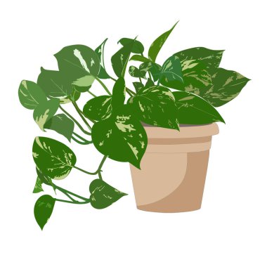 Scindapsus liana beyaz arka planda bir tencerede