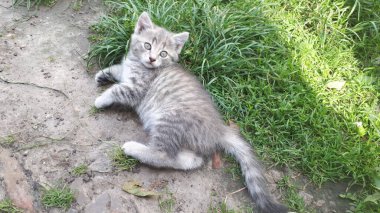 Evdeki küçük kedi yavrusu