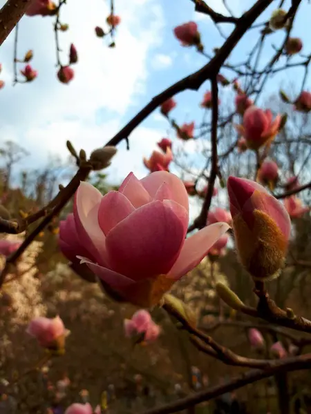 Magnolienblüten Botanischen Garten — Stockfoto