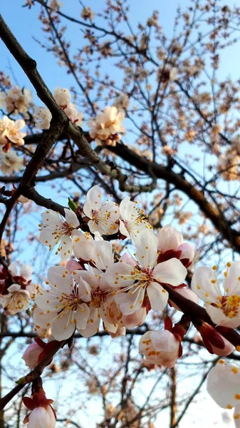 Flores Principios Primavera — Foto de Stock