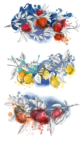Ilustración Vectorial Dibujada Mano Rama Limón Rama Granada Rama Manzana — Archivo Imágenes Vectoriales
