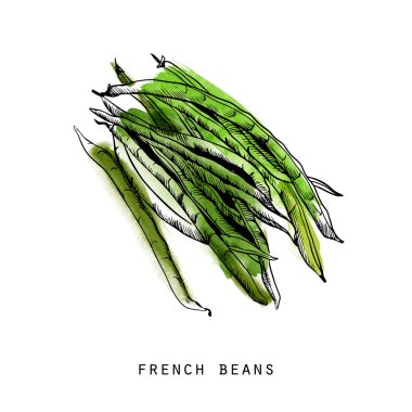 Fransız fasulyelerinin suluboya çizimi