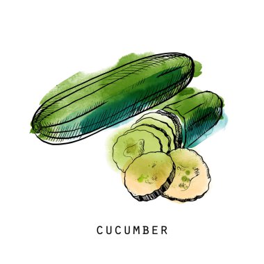 Salatalığın suluboya çizimi