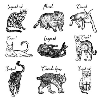 Cats ailesi çizim seti. Çizim ve suluboya.