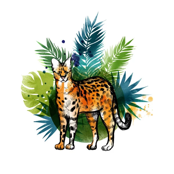 Serval Trópusi Háttér Vázlat Akvarell — Stock Vector