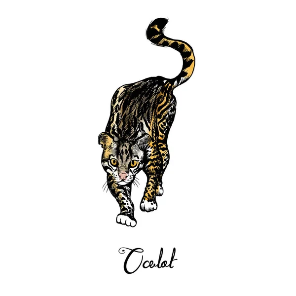 Ocelot Illusztráció Macskák Család Illusztráció Készlet Vázlat Akvarell — Stock Vector