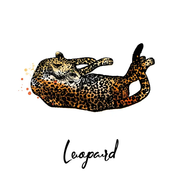 Leopárd Macskák Családi Illusztráció Készlet Vázlat Akvarell — Stock Vector