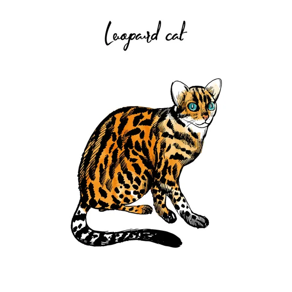 Leopárd Macska Illusztráció Macska Család Illusztráció Készlet Vázlat Akvarell — Stock Vector