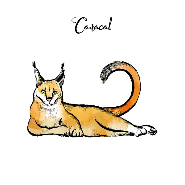 Caracal Illusztráció Macskák Család Illusztráció Készlet Vázlat Akvarell — Stock Vector