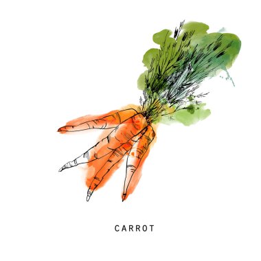 Havucun suluboya çizimi