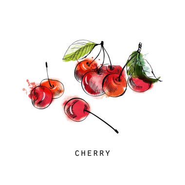 Quince 'in suluboya çizimi 