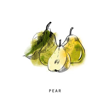 Quince 'in suluboya çizimi 