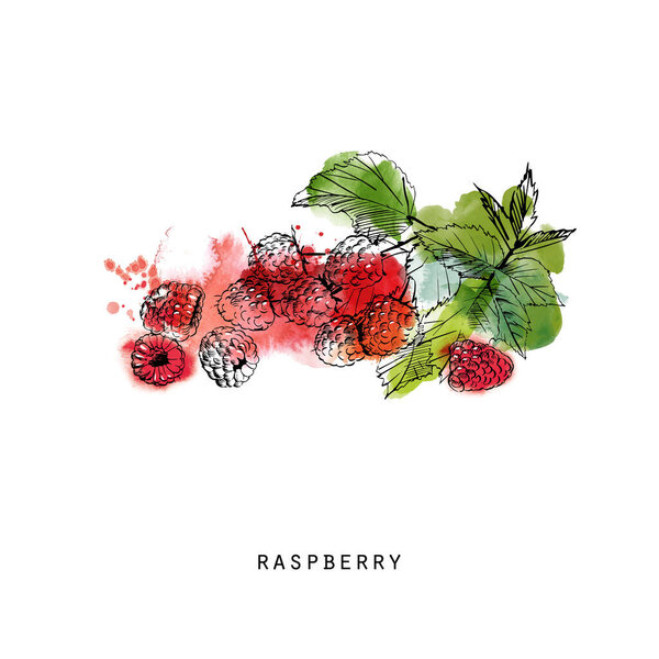 Watercolor sketch illustration of quince 