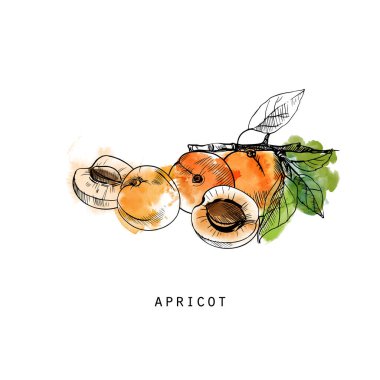 Suluboya vektör çizimi ananasın çizimi