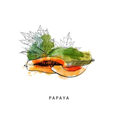 Papaya 'nın suluboya vektör çizimi