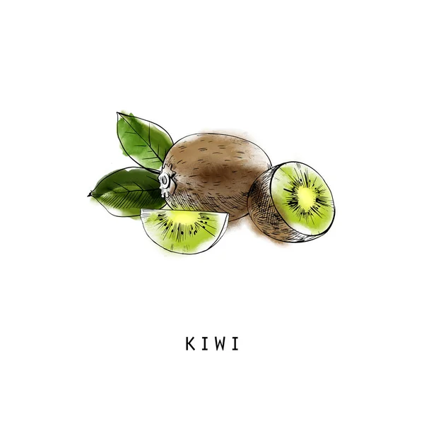 Illustration Vectorielle Aquarelle Kiwi — Image vectorielle