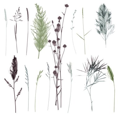 Vektör bitkiler ve bitki örnekleri. Suluboya çizimi.