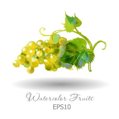 Suluboya beyaz üzüm