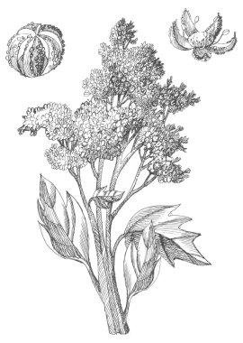 El çizmek quinoa