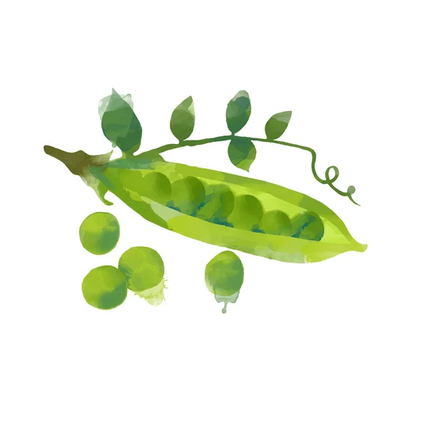 Acuarela alcachofa fresca — Vector de stock