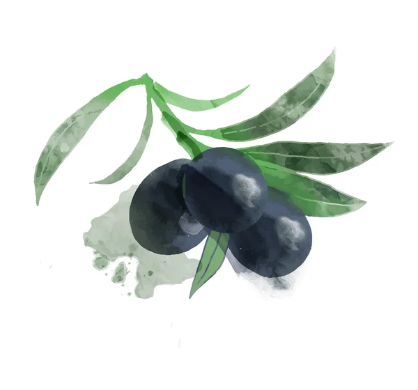 Aquarelle olive isolée — Image vectorielle