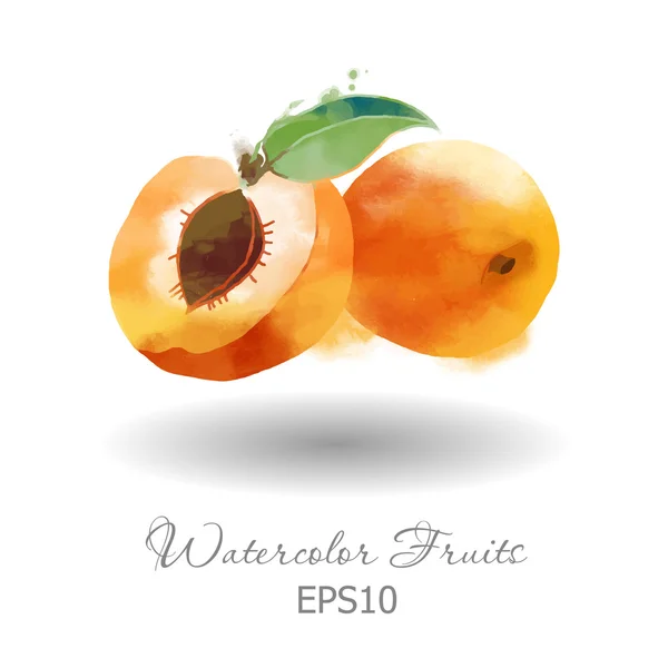 Akvarell aprikoser på vit — Stock vektor
