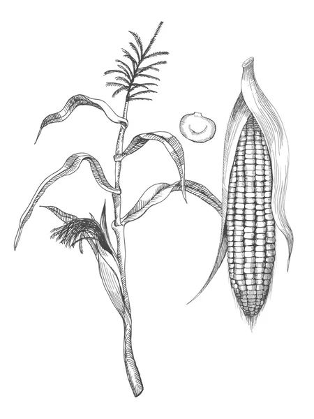 Dibujo a mano ilustración de maíz — Vector de stock
